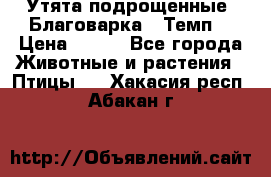 Утята подрощенные “Благоварка“,“Темп“ › Цена ­ 100 - Все города Животные и растения » Птицы   . Хакасия респ.,Абакан г.